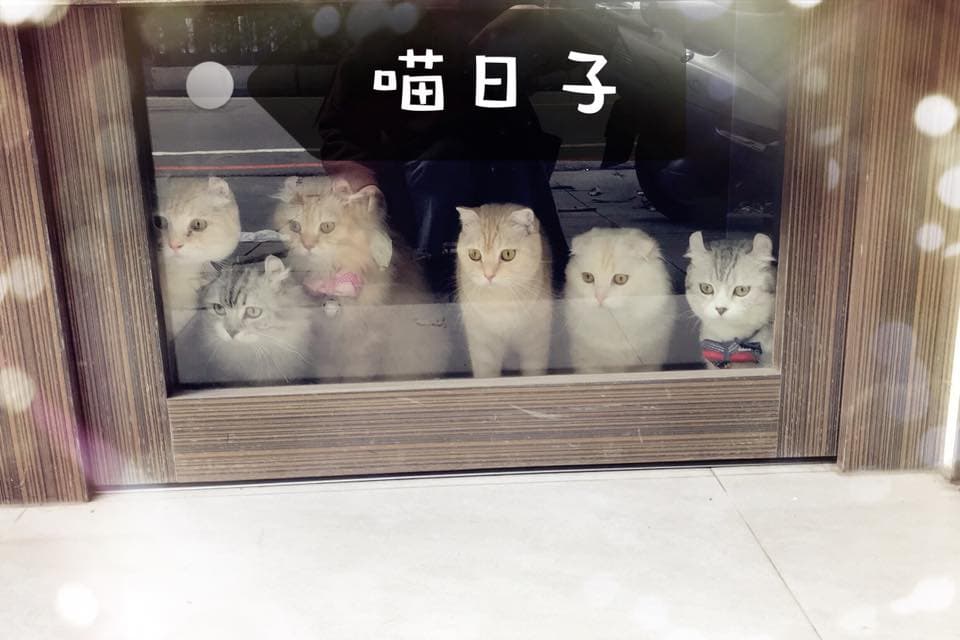 喵日子café｜貓咪咖啡廳｜網美咖啡廳